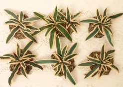 Cactus Yucca Plants Set/6, Fontanini, 51158